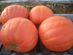 four large pumpkins