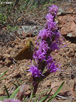 Hesperia leonardus montana on Liatris punctata