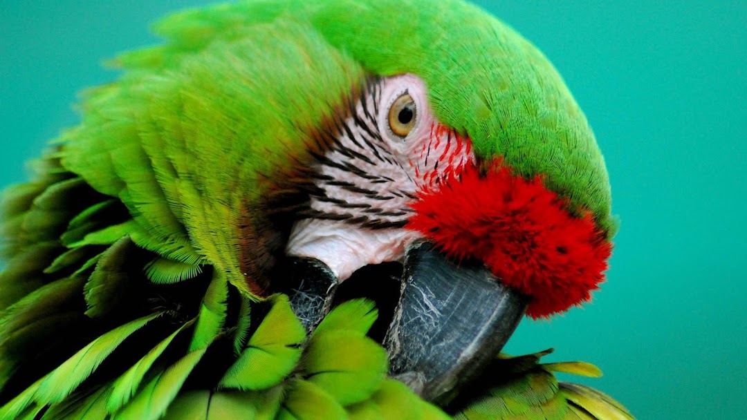 Green Parrot HD Wallpaper