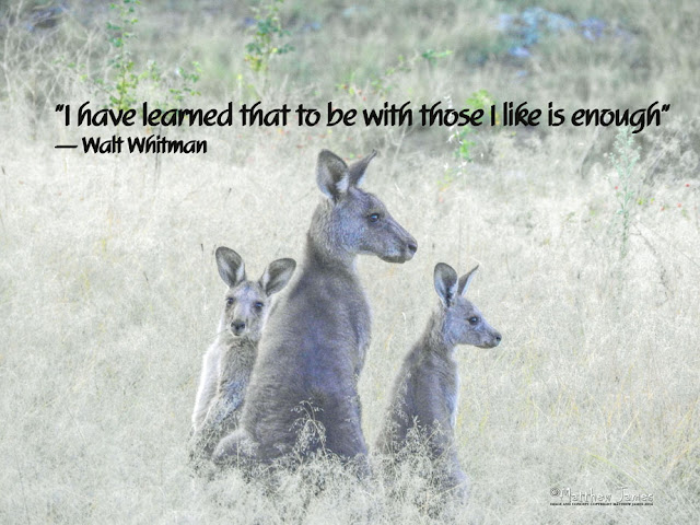 'I have learned to be with those I like is enough' - Walt Whitman