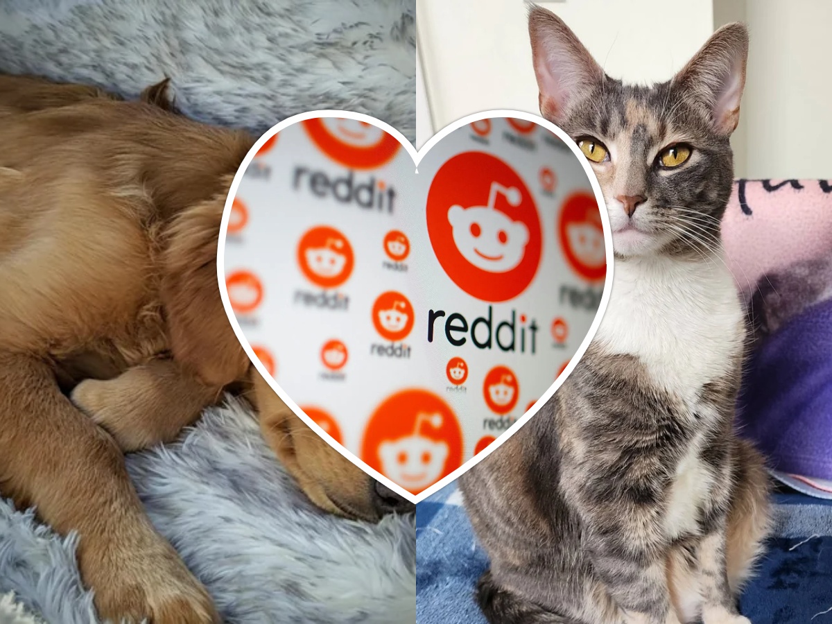 Subreddits For Pet Owners