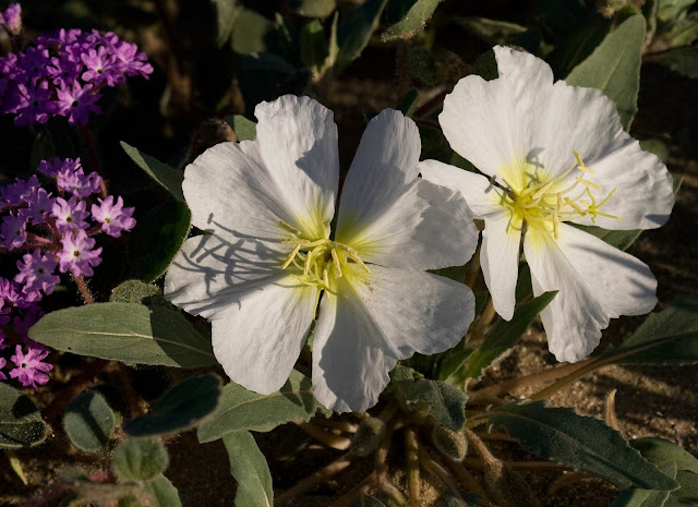 Dune evening primrose