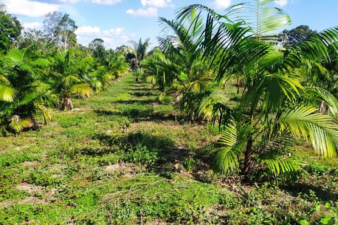 A Região do Xingu recebe incentivos para cultivar a produção do açaí