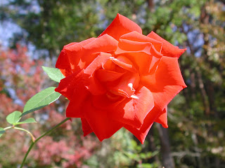 COOLPIX990でマクロ撮影 真っ赤なバラ
