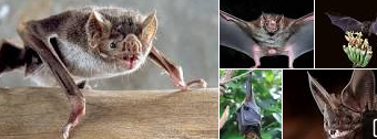 Apesar do coronavírus, a venda de morcegos para consumo humano continua na Indonésia