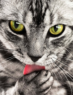 How Often To Bathe a Cat
