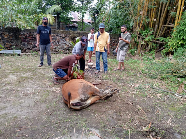 Idul Adha 1442 H, HWKK Lingga Sembelih Dua Ekor Sapi