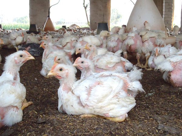 chicken farming, chicken farming business, chicken farming profits, chicken farming business plan, commercial chicken farming, chicken farming for beginners, how to start chicken farming, chicken farming methods