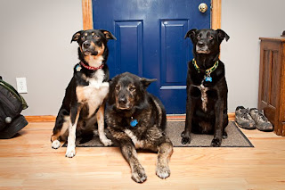 3 dogs sitting by a door