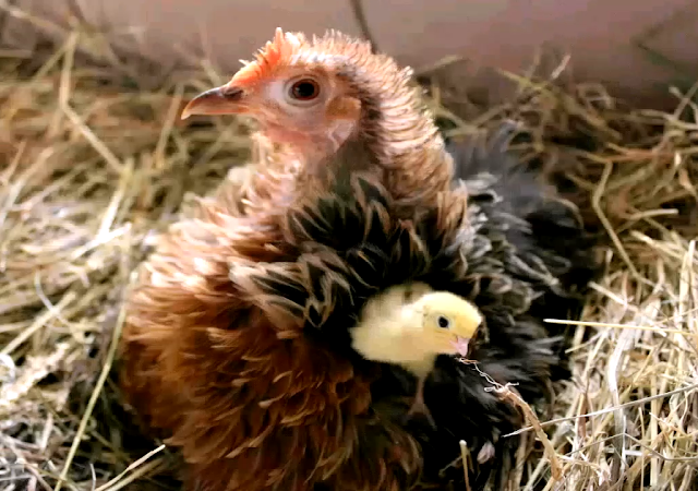 Cochin frizzle Bantam raisiing coturnix quail 