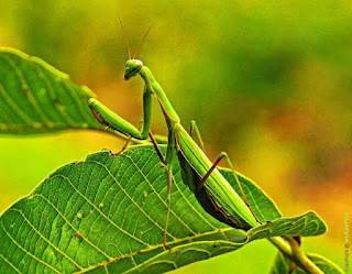 Cargopets cara merawat mantis atau  belalang  sembah