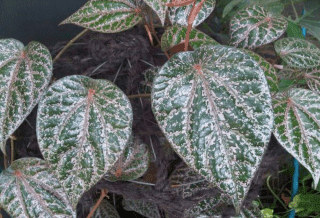 Daun sirih merah, Manfaat daun sirih merah, Sirih merah