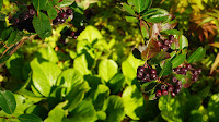 aronia