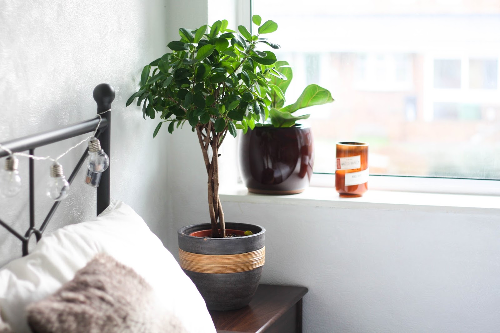 How to propagate a fig tree from cuttings