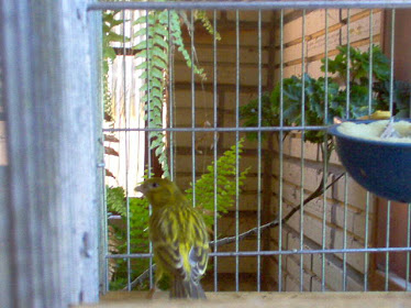 Canário Verde Opalino