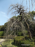 Pagoda tree - Kyoto Botanical Gardens, Japan