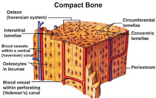 Compact os or Dense os or Periosteal os MR X Difference betwixt Compact os in addition to Spongy bone