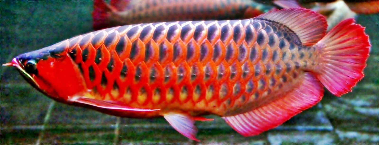 Budidaya Ikan Arwana Super Red  BUDIDAYAKU