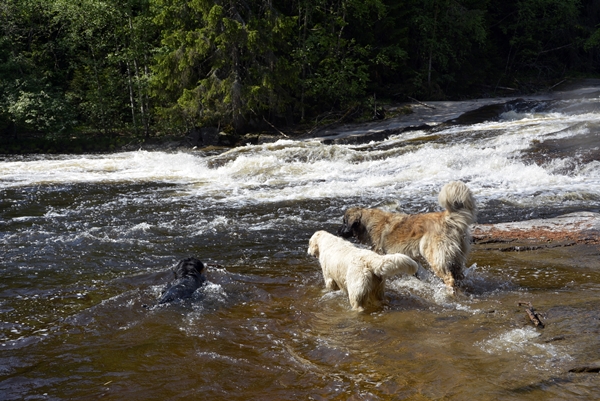 leonberger golden retriever flat coated retriever