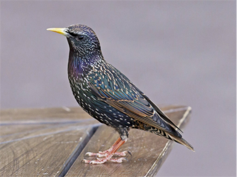 Estorninos europeos (Sturnus vulgaris).