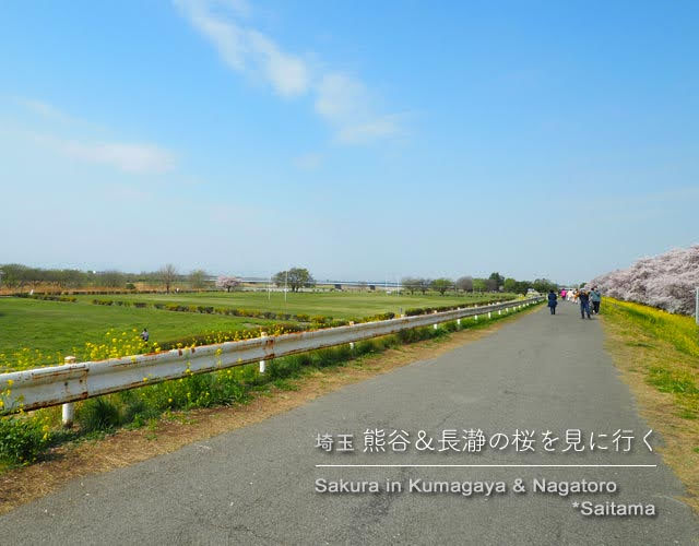 熊谷桜堤の桜