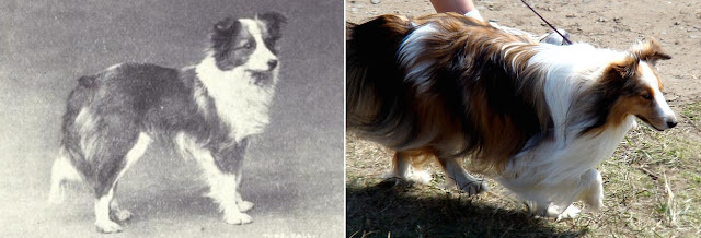 La evolución de varias razas de perro en 100 años