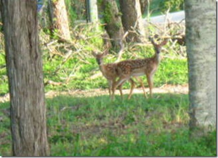 twin fawns