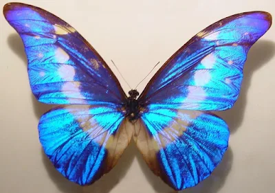 Morpho helena