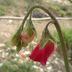 Sweet Peas