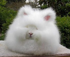 english angora