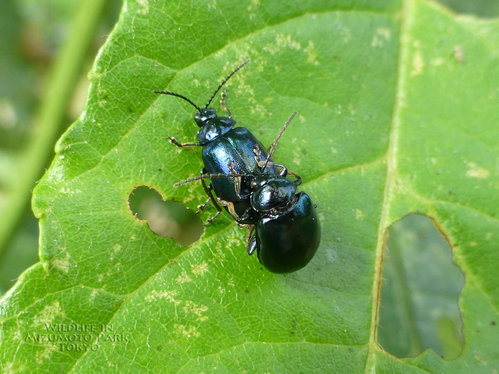 ハンノキハムシ Alder Leaf Beetle 水元公園の生き物