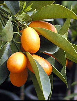 Kumquats Nagami