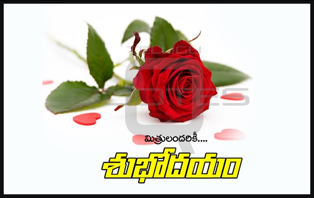 Best Telugu Good Morning Quotes Pictures Top Beautiful Roses Morning Wallpapers