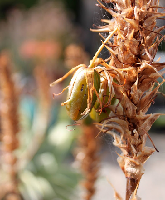 Aloe wickensii seed pods