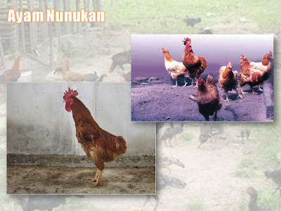 Ayam Nunukan