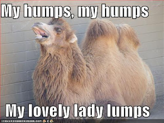 Funny Hilarious Dirty Jokes - Funny Camel