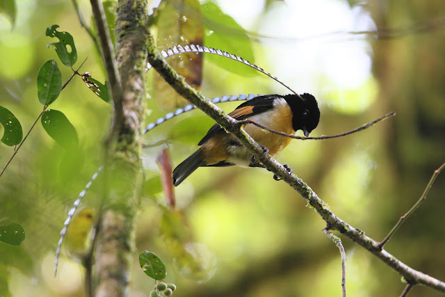 King of Saxony Bird of Paradise - Ave del paraíso de Alberto, o ave del paraíso rey de Sajonia