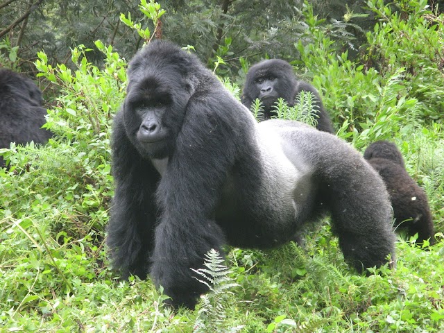 Gorila de Grauer corre sério risco de desaparecimento em futuro próximo
