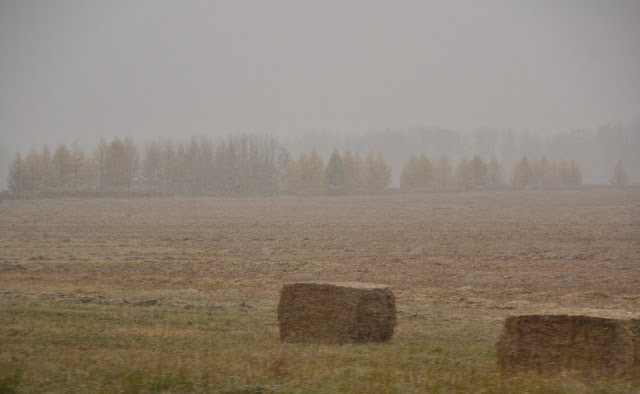 field, harvest, straw, bales, alberta, cohanmagazine.blogspot.com
