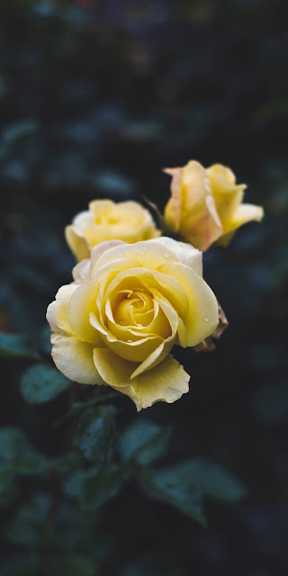 Yellow rose