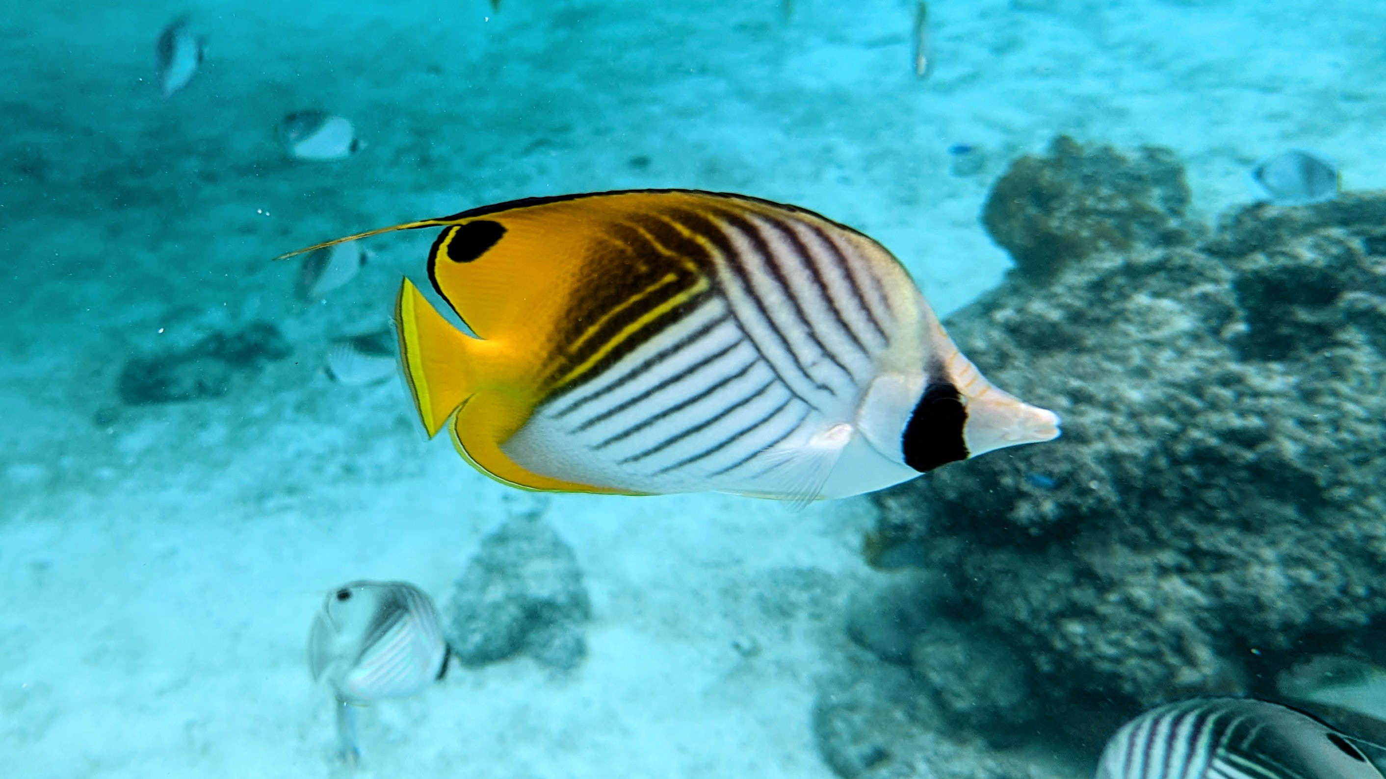 A Threadfin Butterfly fish swimming in a blue lagoon background