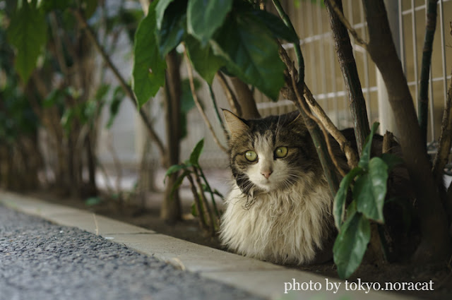 野良猫写真