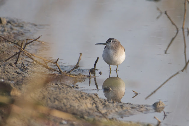 Green Sandpiper (तुतारी) - Tringa ochropus