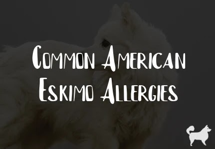 Common American Eskimo Allergies