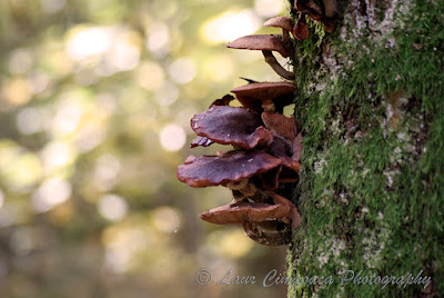 Toamna-Autumn-Herbst-Otoño-Toamna-Φθινόπωρο-Ősz