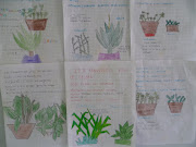 ﻿ELABORACION DE DIBUJOS DE PLANTAS MEDICINALES