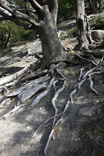 árbol