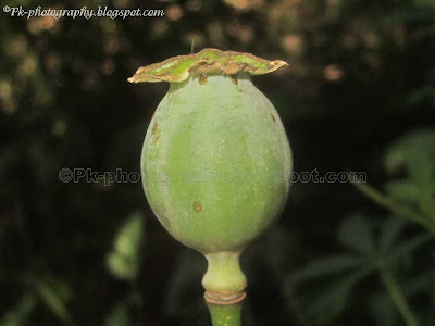 Opium Poppy Pod