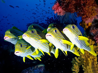 Peces maravillosos del fondo del mar