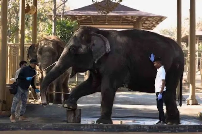 അനന്ത് അംബാനിയുടെ വനതാര: പരിക്കേറ്റതും ദുരിതം അനുഭവിക്കുന്നതുമായ മൃഗങ്ങള്‍ക്കായി രക്ഷാകേന്ദ്രം,,